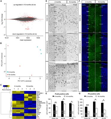 DNA Methyltransferase 1 (DNMT1) Function Is Implicated in the Age-Related Loss of Cortical Interneurons